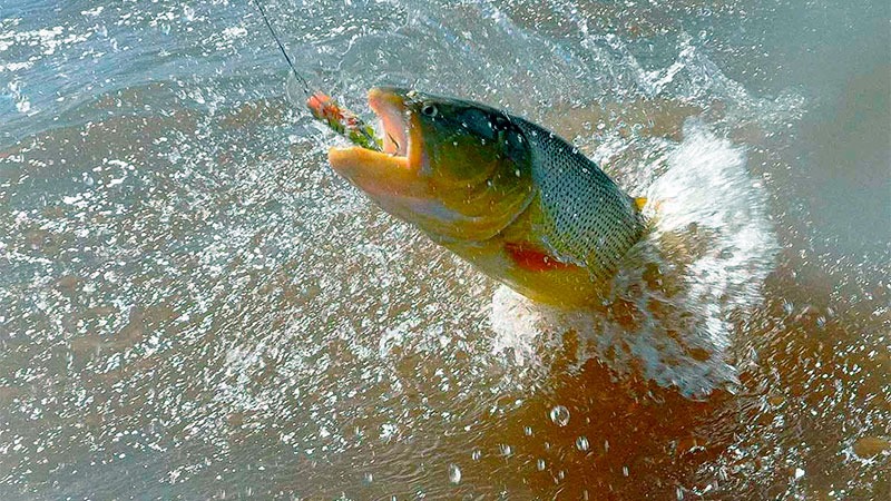 Comenzó a regir la veda para la pesca del Dorado en el río Uruguay