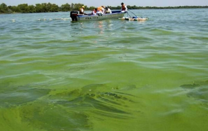 Prevención ante la presencia de cianobacterias en el río % C.A.R.U. imagen